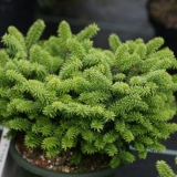 Kućna jela u saksiji: kako se brinuti